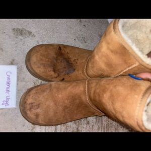 Chestnut Uggs